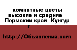 комнатные цветы высокие и средние - Пермский край, Кунгур г.  »    